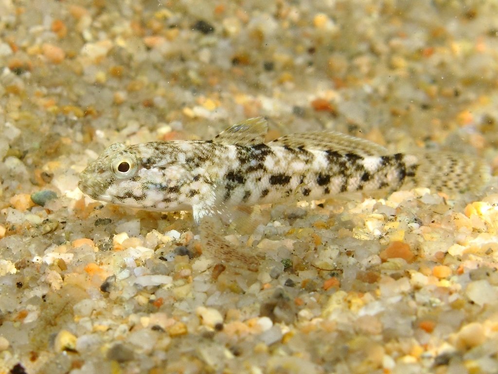 juvenile Gobius cobitis